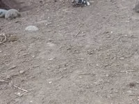 Chickens — Foto 8