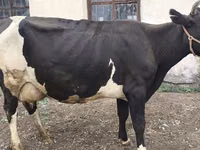 Ng'ombe jike, Russian Black pied cattle — picha 2
