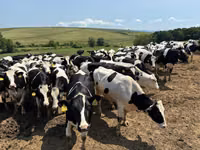 Vaca, Raza Holstein — foto 5