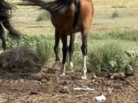 Mare, Tatar horse — photo 5