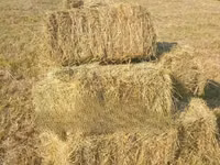 Hay Bales and Rhodes Grass — picha 2