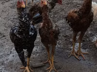 Chickens — picha 4