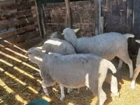 Oveja, Ovejas — foto 1