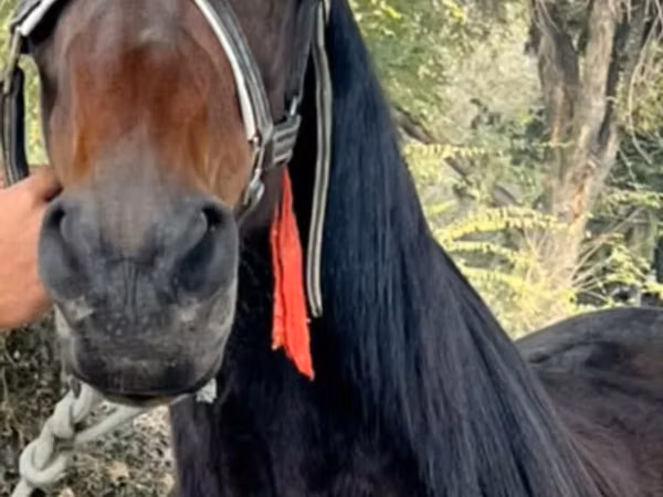 Farasi jike, French Trotter