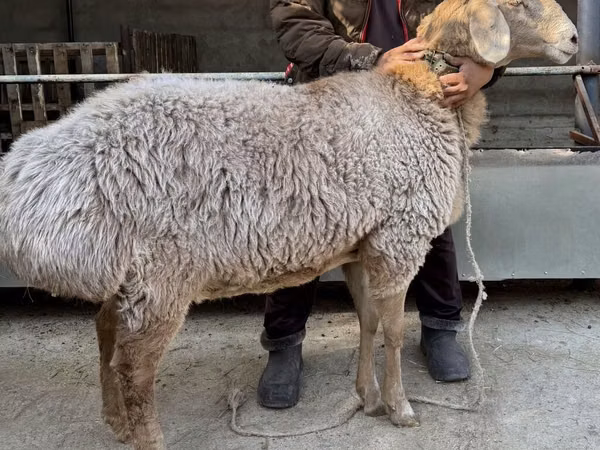 भेड़, Arashan sheep