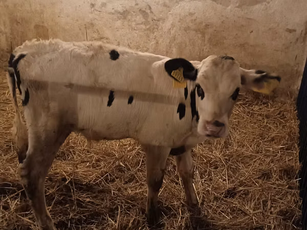 Ng'ombe dume, Russian Black pied cattle