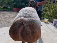 भेड़, Arashan sheep — फ़ोटो 4