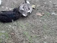 Ducks — الصورة 8