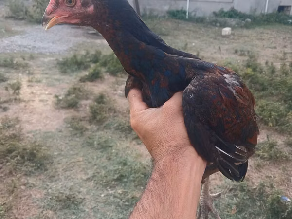 Куры