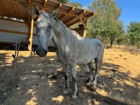 Caballo, Oldenburg horse — foto 5