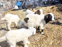 公山羊, Saanen goat — 照片 2