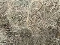 Hay for Sale. 190 Per Bale — फ़ोटो 3