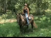 Yegua, Kentucky mountain daddle horse — foto 7