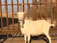 Cabra, Saanen goat — foto 1