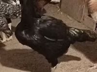 Plymouth Rock — picha 5