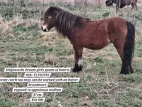घोड़ा, Miniature horse — फ़ोटो 7