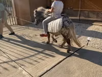 Caballo, Falabella — foto 2