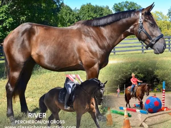 حصان, Percheron