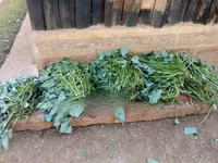 Super Vine K (Sweet Potato Vines) - 200 Cuttings — 照片 2