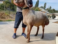 भेड़, Arashan sheep — फ़ोटो 3