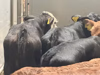 मवेशी (लॉट, लिंग निर्दिष्ट नहीं), Simmental cattle — फ़ोटो 3