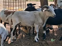 Kondoo jike, Cameroon sheep — picha 8