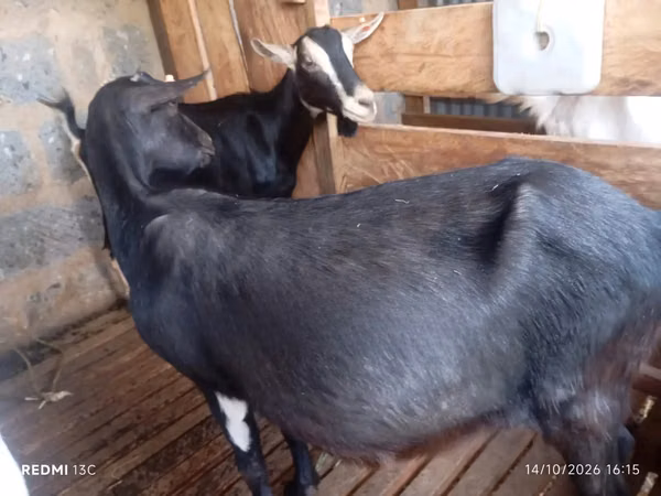 Mbuzi (kikundi, jinsia haijatajwa), Mbuzi