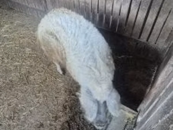 Säue, 