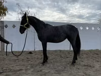 Farasi jike, Friesian — picha 8