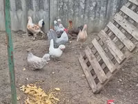 gallina danesa — foto 1
