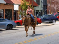Farasi dume, Quarter Horse — picha 7