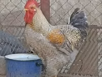 Chickens — picha 1