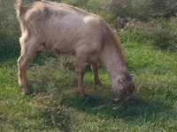 Cabro, LaMancha goats — foto 2