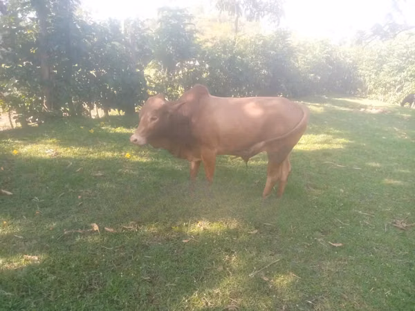 Ng'ombe dume, Brahman