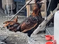 Padovana — Foto 1