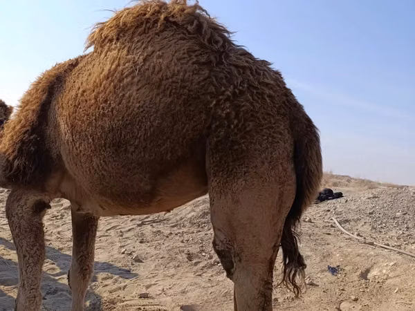 جمل, Kazakh Bactrian camel