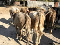 Bulle, Swiss cattle — Foto 3