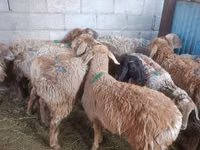भेड़, Arashan sheep — फ़ोटो 4