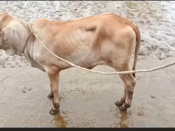Ng'ombe jike, Brahman