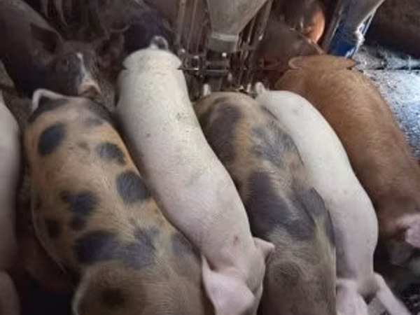 Schweine (Partie, Geschlecht nicht angegeben), 