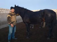 Hengst, Kushum Horse — Foto 1