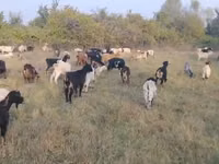 Mbuzi jike, Mbuzi — picha 3