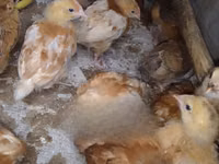 Chickens — picha 2