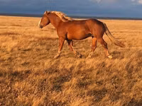 Caballo, Altai horse — foto 2