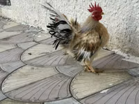 Chickens — الصورة 5