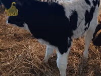 सांड, Russian Black pied cattle — फ़ोटो 2