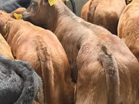 Rinder (Partie, Geschlecht nicht angegeben), Simmental cattle — Foto 6