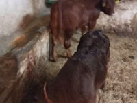 गाय, मवेशी — फ़ोटो 2