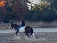Caballo, American paint horse — foto 6