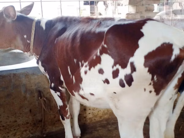 गाय, Simmental cattle